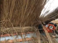 Live at Work on a Thatching Job (VIDEO)