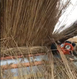 Live at Work on a Thatching Job (VIDEO)